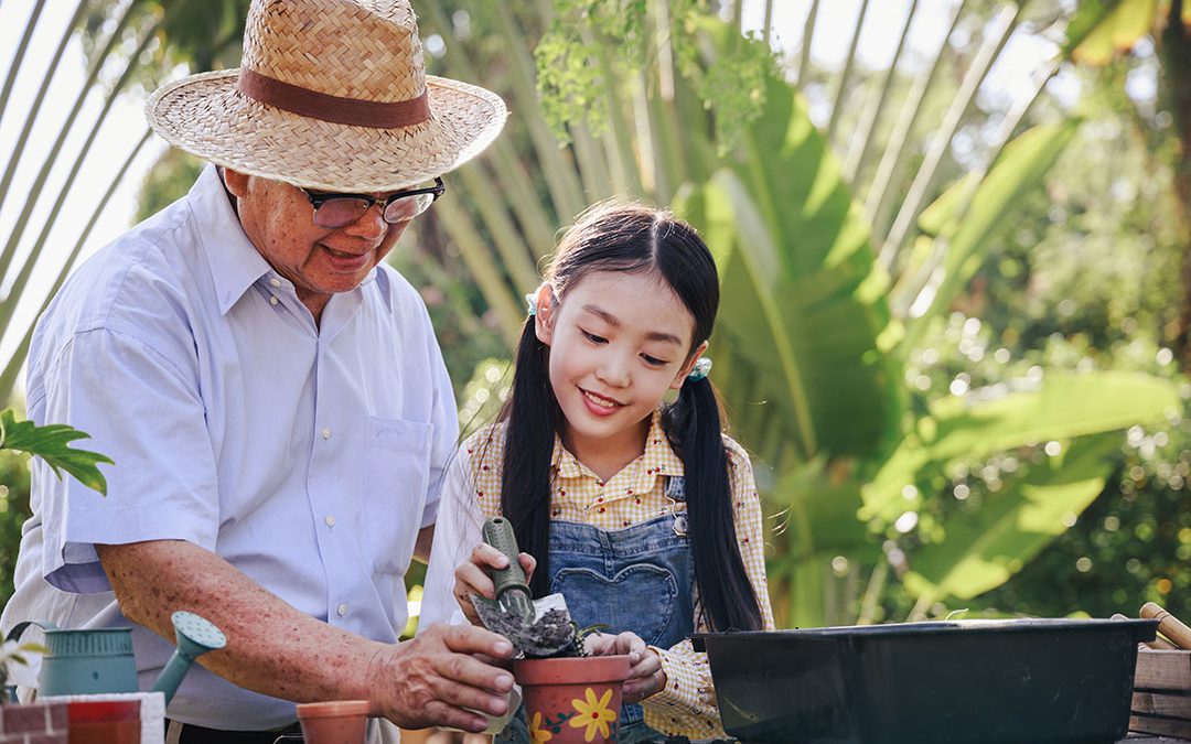 Asian retirement grandfather and granddaughter helping planting