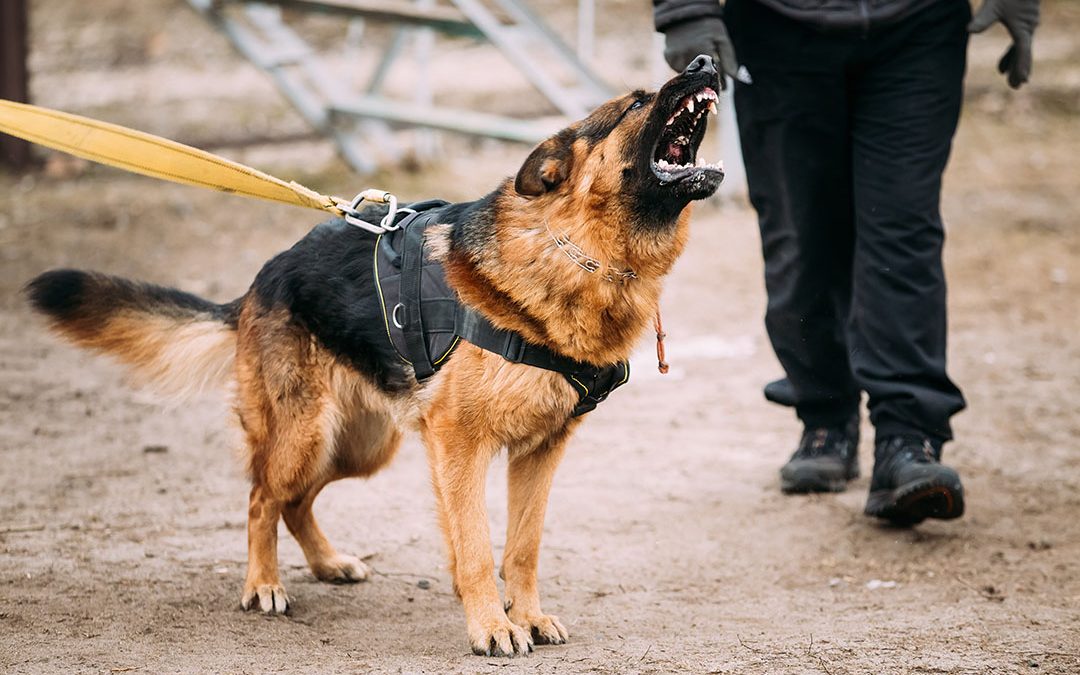 German Shepherd Dog training. Biting dog.